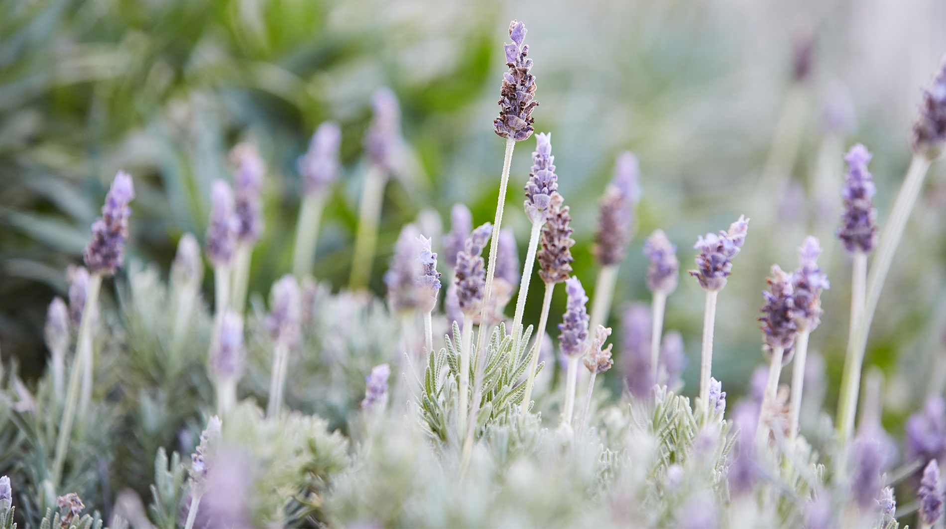 Spa at Carneros Inn lavender