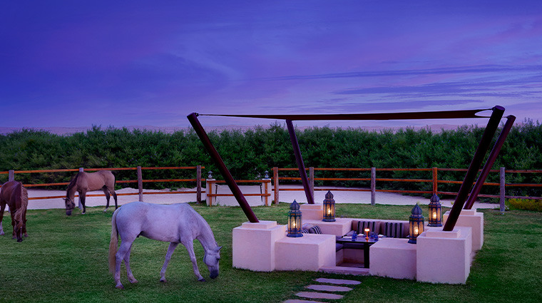 al wathba a luxury collection hotel abu dhabi outdoor paddock