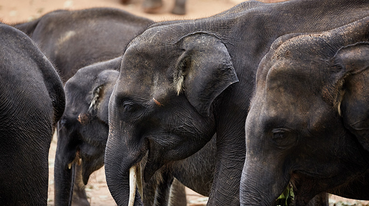 amanwella elephant sanctuary