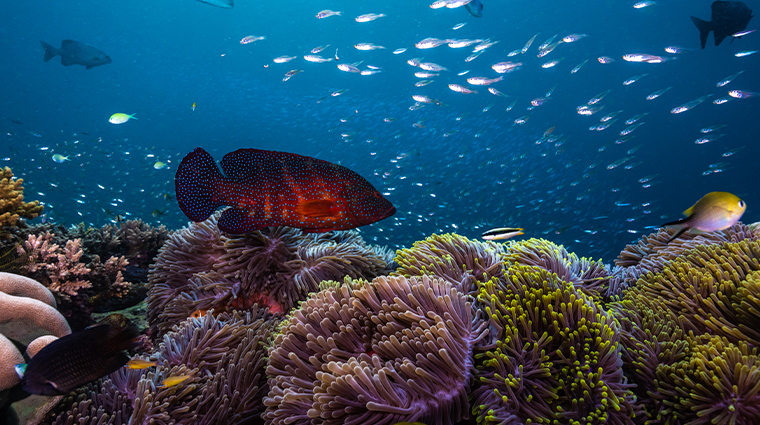 anantara kihavah maldives villas reef