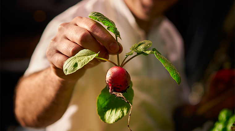 butchers block farm radish