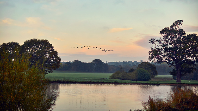 coworth park autumn birds