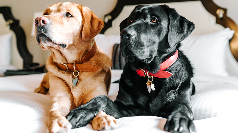 fairmont hotel vancouver canine ambassadors