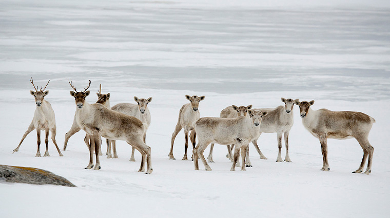 FogoIslandInn WinterCaribou Credit AlexFradkin