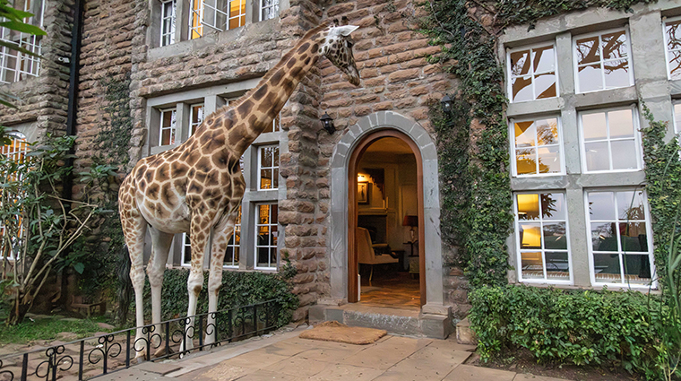 Giraffe Manor Giraffe On The Doorway Of The Garden Manor