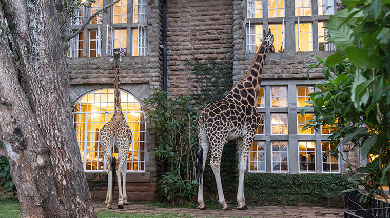 Giraffe Manor Giraffes Popping Their Heads Into The Garden Manor Rooms