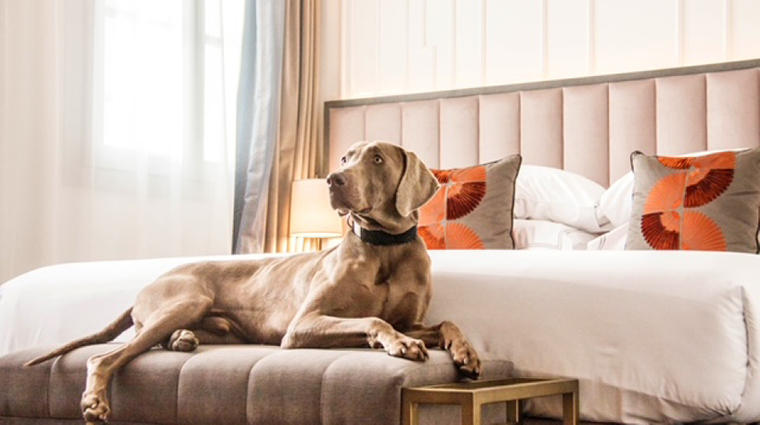 gran hotel ingles room pet friendly