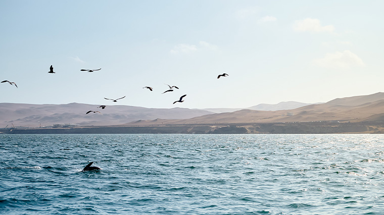 hotel paracas a luxury collection resort paracas wildlife