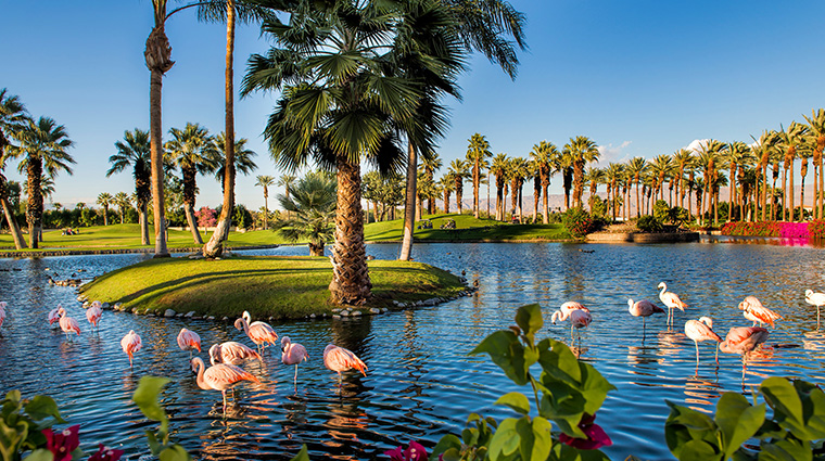 jw marriott desert springs resort and spa flamingos