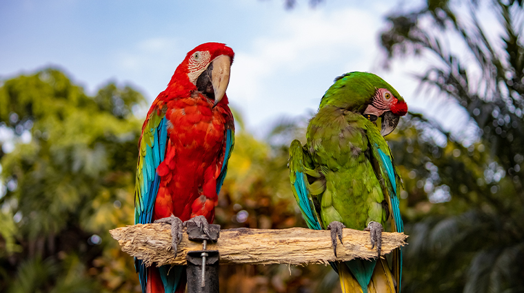 las mananitas hotel garden restaurant spa macaws