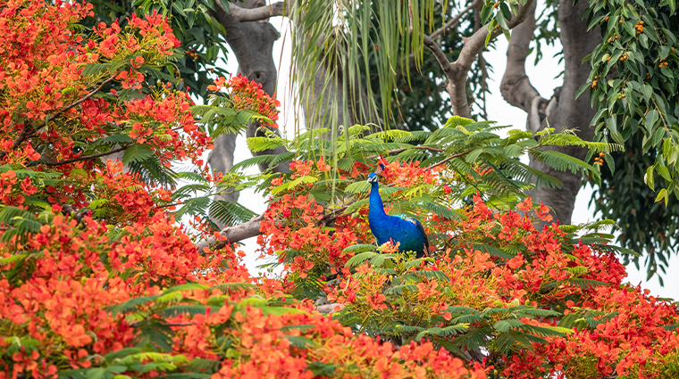 las mananitas hotel garden restaurant spa peacock tabachin tree 