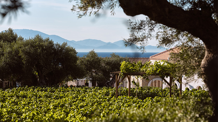 lesante cape Vinyard