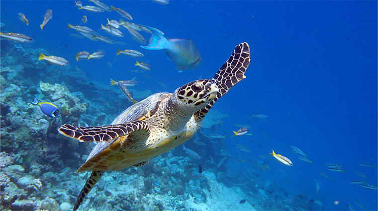 milaidhoo maldives house reef