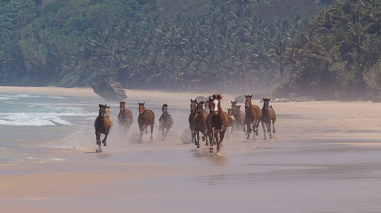 nihi sumba horses