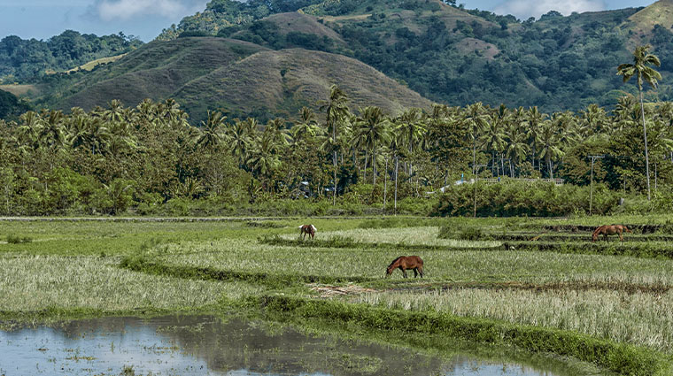 nihi sumba rice island