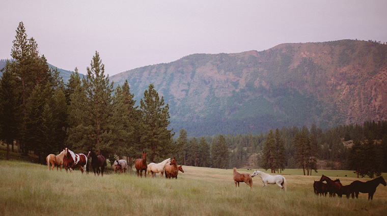 river view ranch horses