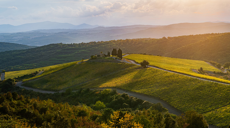rosewood castiglion del bosco vineyard