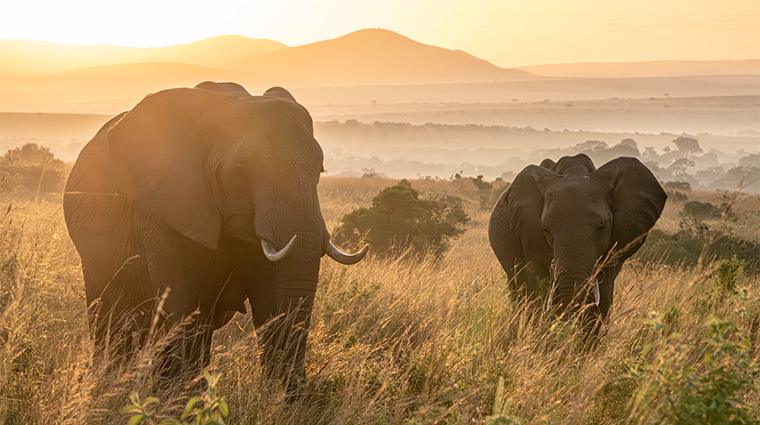 salas camp elephants