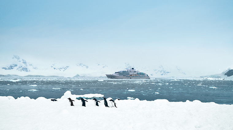 silver endeavour antarctica penguins