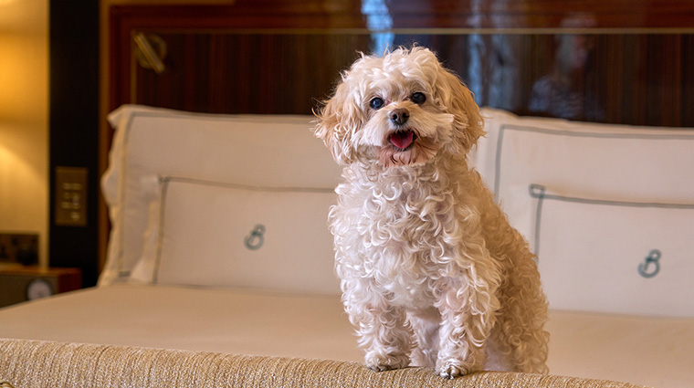 the beaumont mayfair dog on bed