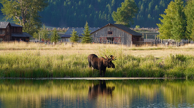 the ranch at rock creek moose at welcome pond