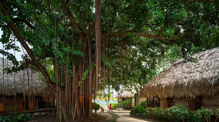turtle inn tree pathway