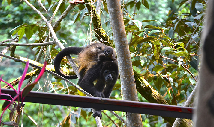 vista celestial boutique hotel howler monkey
