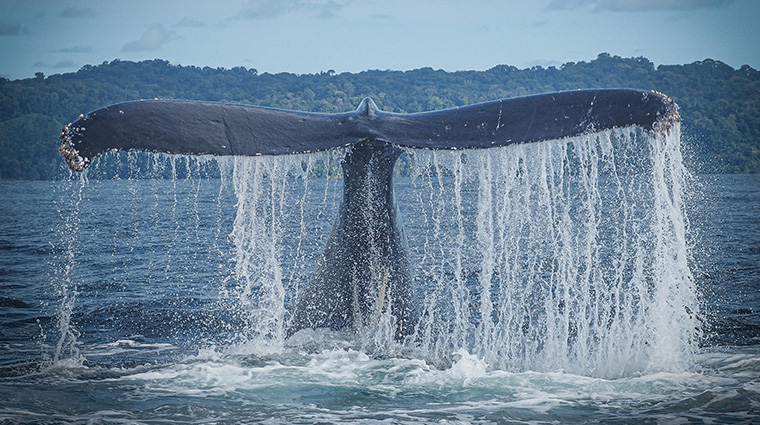 vista celestial boutique hotel local humpback whale fluke